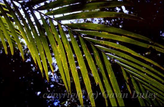 Rainforest, Mount Tambourine, Queensland IV.jpg